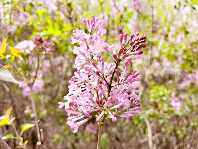 丁香花又开