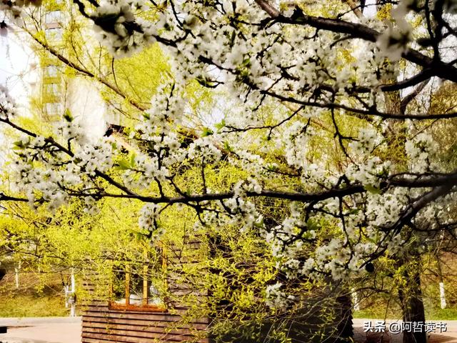 花香习习，垂柳依依，一花一世界，一树一菩提，淡妆浓抹总相宜