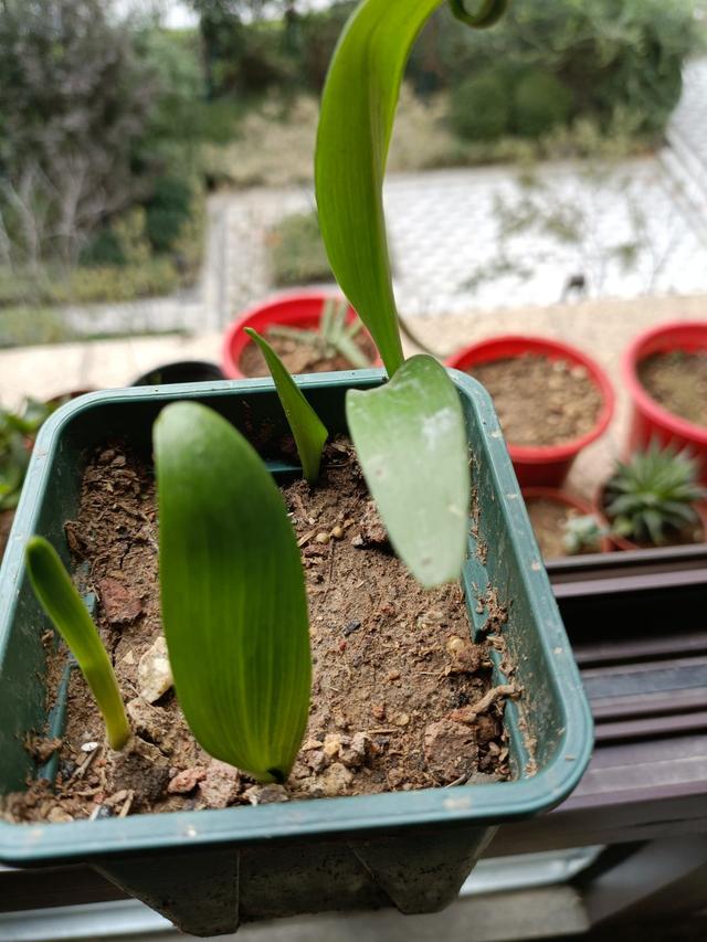 百合花的种植