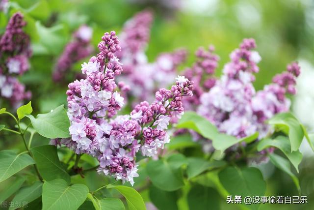 想去将军衙署看丁香