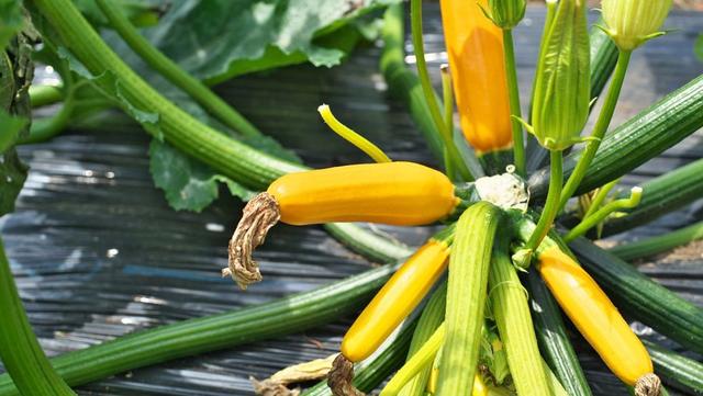 空腹不能喝牛奶、吃香蕉？错了！空腹真正不能吃的是这3类食物