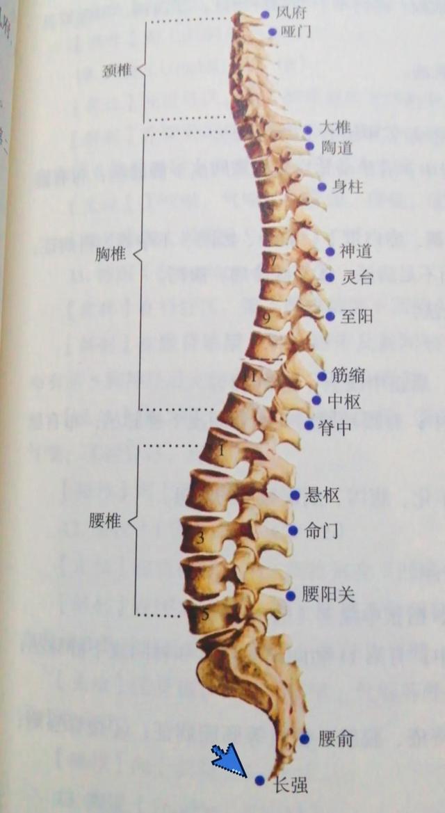 每日一穴——长强穴