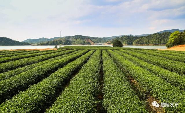 醴陵限定版美图上线，看完很哇塞！