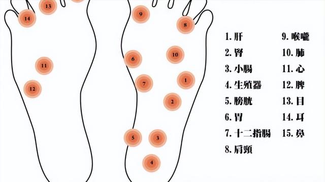 器官的足底反射區
