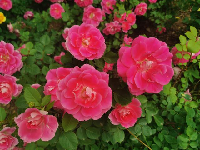 公园里月季花开，带着荣耀V30 Pro手机去打卡