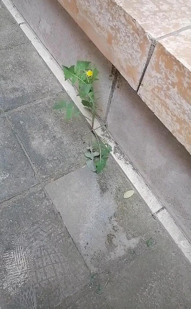 解花语(唯美)