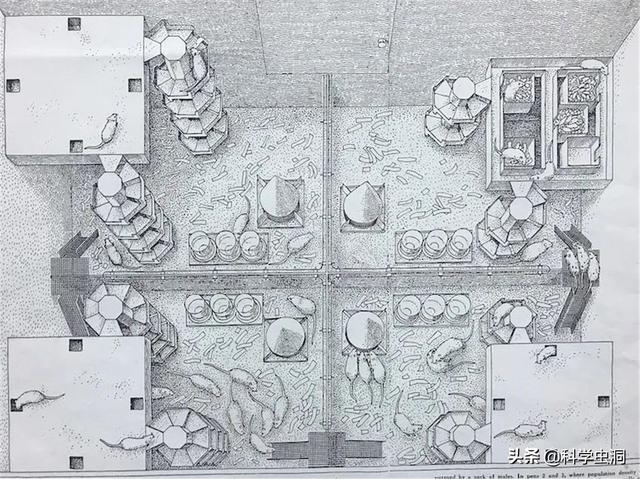 毛骨悚然的25号宇宙实验：在人造天堂里，鼠群560天后走向灭亡