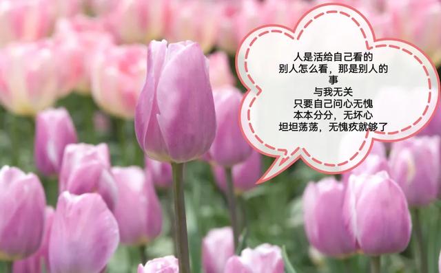 让人释怀的正能量人生语录！（句句深入人心激励人生）