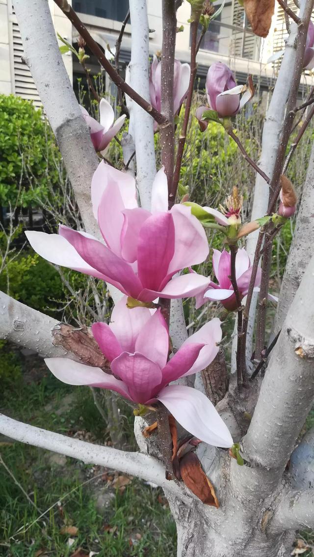 人间四月 花开的心绪［二首］