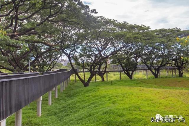 泰國旅行新打卡地：曼谷綠肺中央公園完工，市中心的湖景森林濕地
