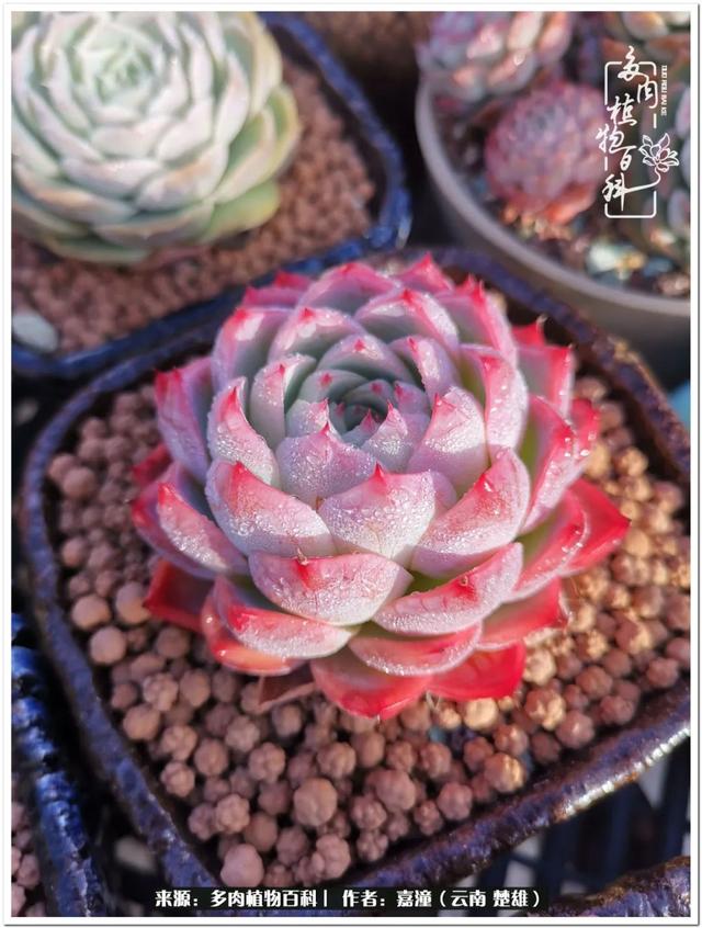 玉蝶铜芯电线价格表4平方,玉蝶铜芯线今日价格