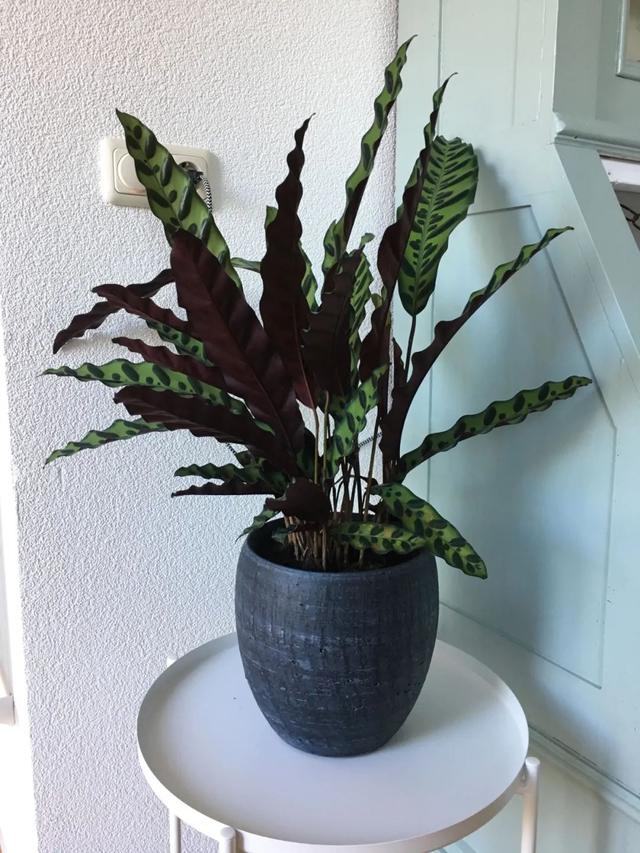 竹芋 竹芋，竹芋图片 生活