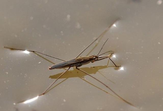 《说文解字》没有收渑字,原因是当时还没有渑字,渑池的渑字写作黾池