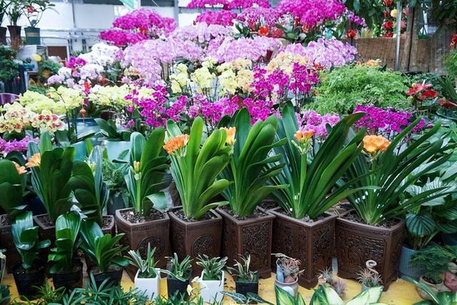 夏天去花市，4类花不要买！花商：不懂的人才喜欢买