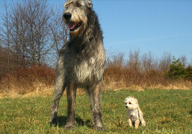 大型犬种