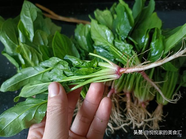 都是菠菜，才知道“紫根”和“白根”区别这么大？搞懂后别买错了4