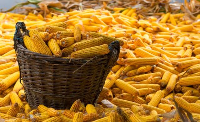 乌克兰发出警告！战事不利于全球粮食供应，多国打响粮食保卫战