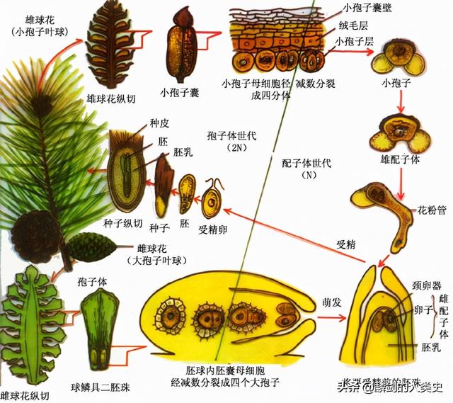 裸子植物和被子植物