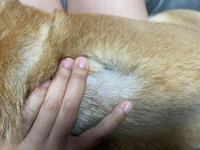 狗狗肚皮长脓包怎么办(狗肚皮底下老是长脓包)-艾拉养犬