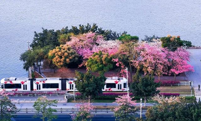 誰說春天才有花看？這份中國冬日賞花指南請查收