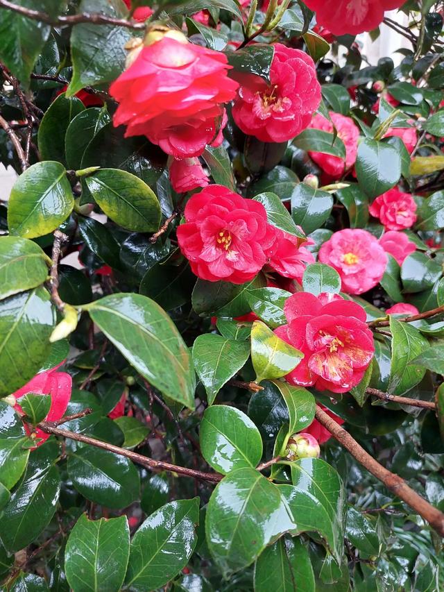 正当春花烂漫时