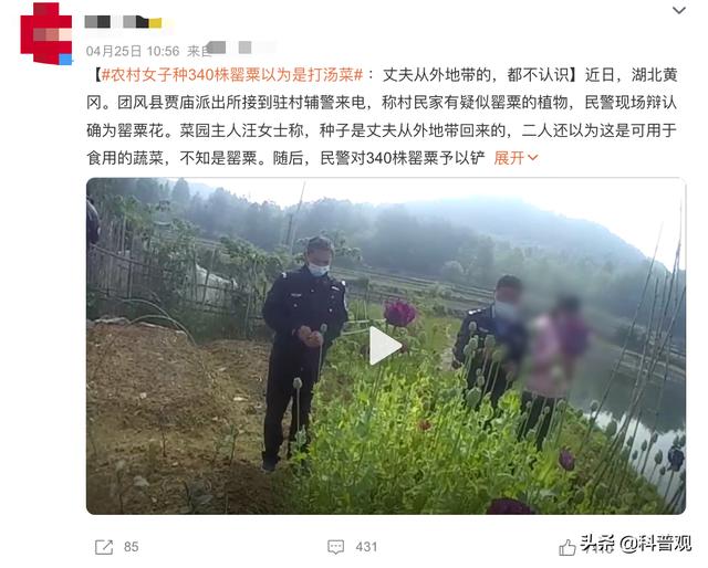 屡次发生！村民种罂粟近千株，炒菜当味精放，殊不知已经犯法