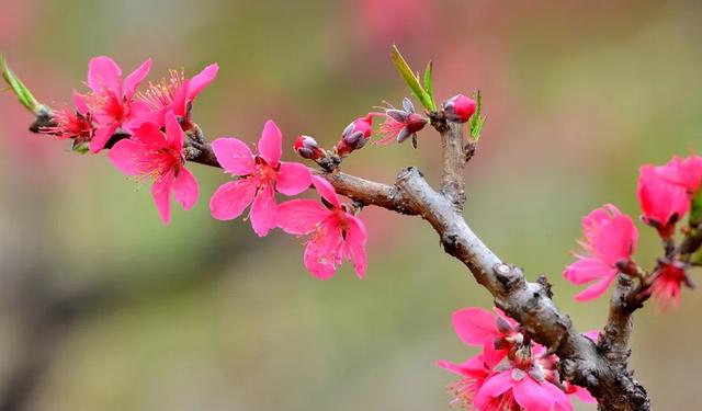 惊艳，十面桃花让你醉
