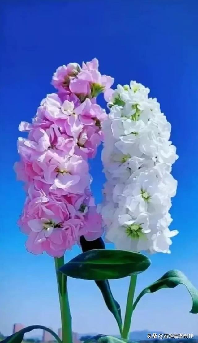 一花一叶即菩提，一草一木皆有情