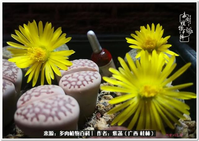大型制砂机给力富贵机械