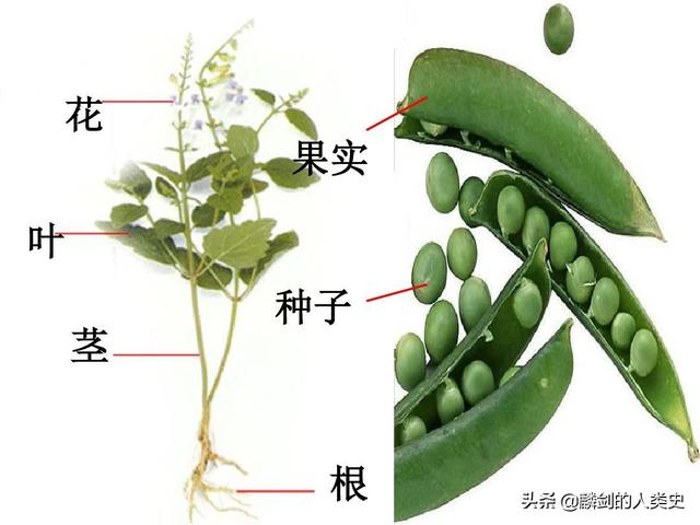 被子植物有哪些,被子植物有哪些特征