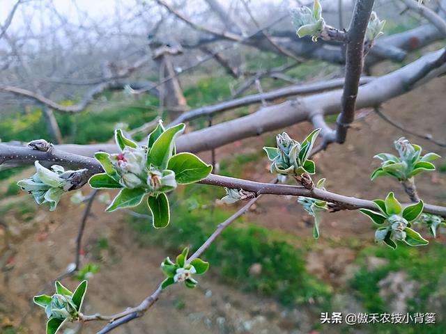 苹果花蕾露红一定要打药，如何选药、配药、打药保证安全和效果？4