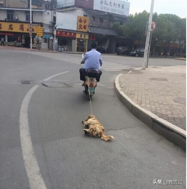 “几个月大的小狗也是婴儿”熊孩子的教育，当从尊重生命开始