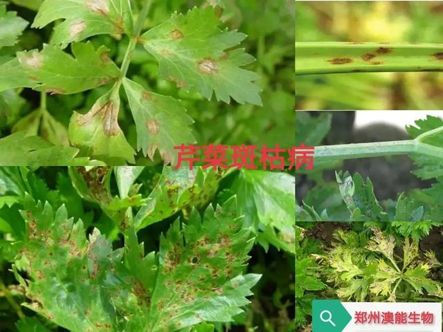 细菌性病害主打防治药：春雷霉素5