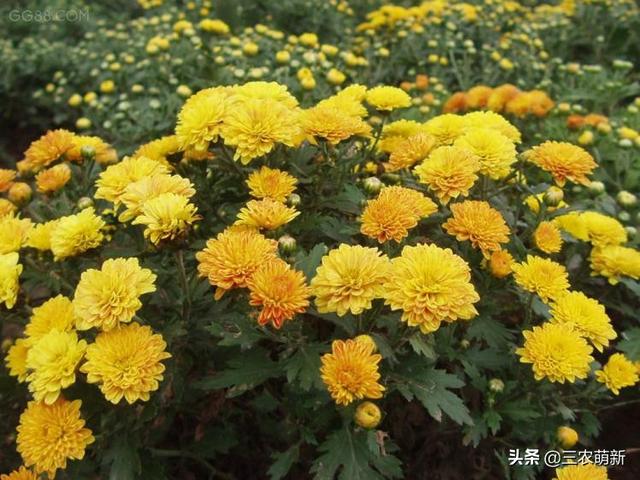 12月花