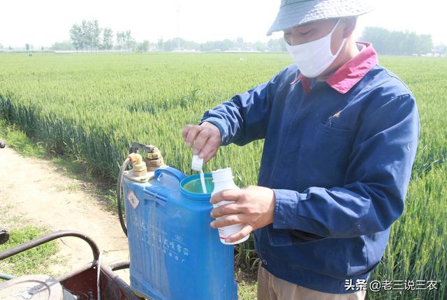 这六种叶，只要往小麦玉米地一喷，穗大穗多，粒饱，亩产1600斤18