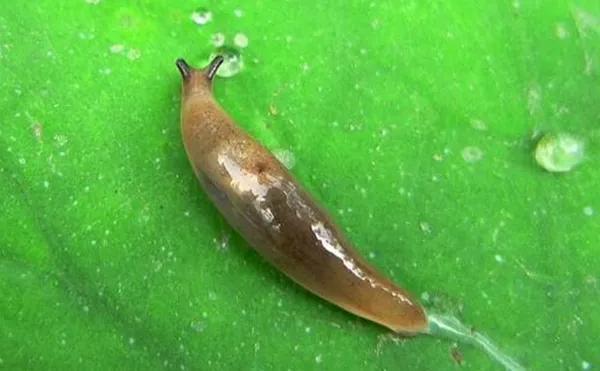 蛞蝓之灾(蛞蝓之灾bt下载) 资讯 第4张