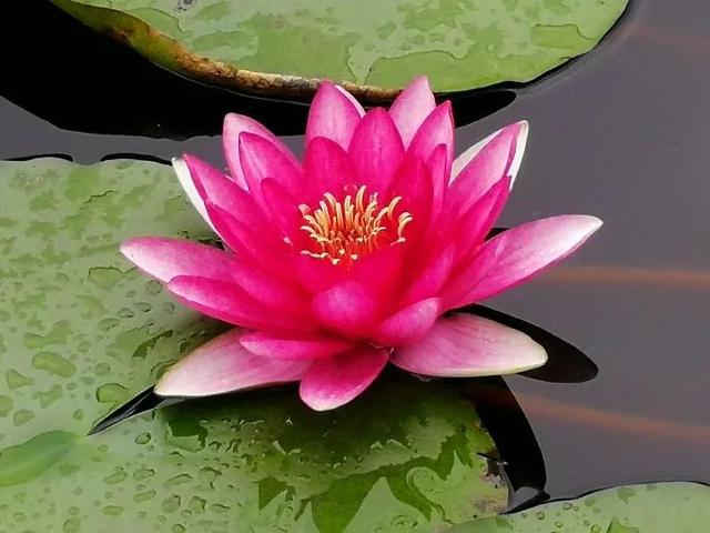 鲜艳夺目的花朵，美了眼，醉了心，忘掉了烦恼