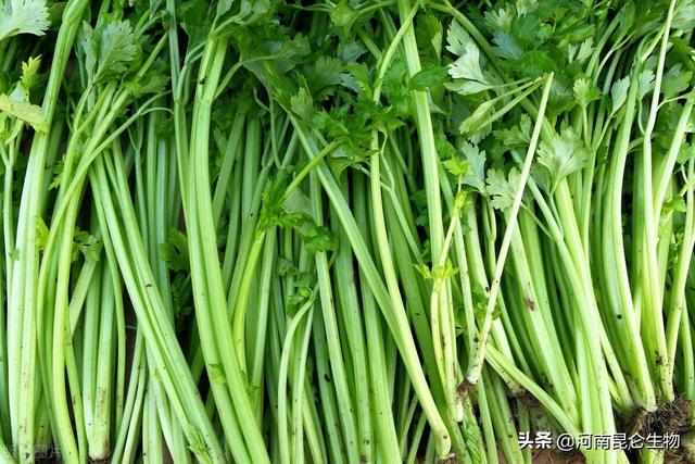 芹菜高产的种植方法？预防芹菜重茬病害施肥用什么肥料好1