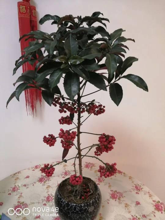 冬天常見的2種“紅火花”，枝條挂滿紅果果，喜慶吉祥有好兆頭