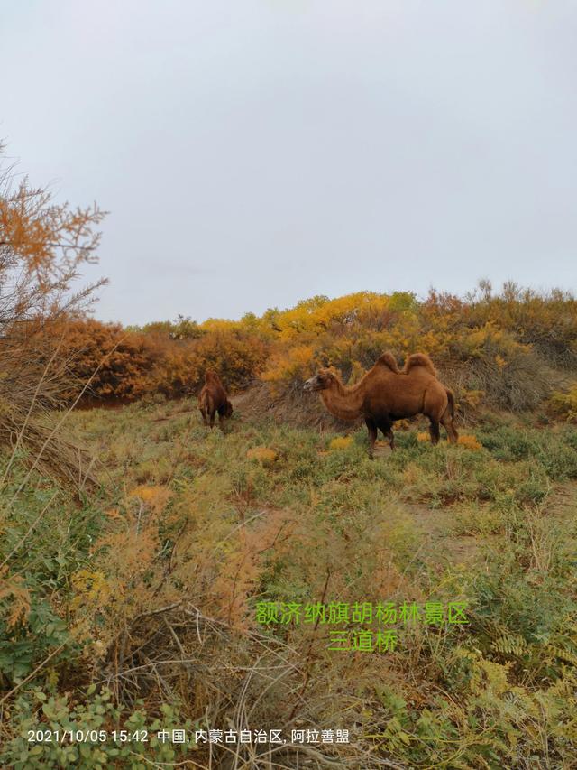 西行漫記之10月5日內蒙古篇