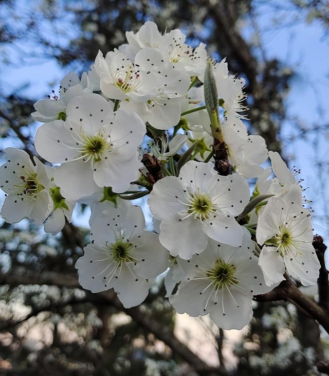 春天里的花