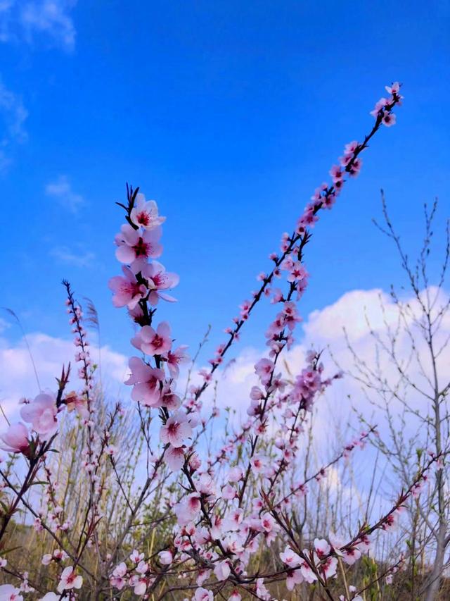 #把春天装进旅途 芳菲向暖，星辰与我共赏桃花