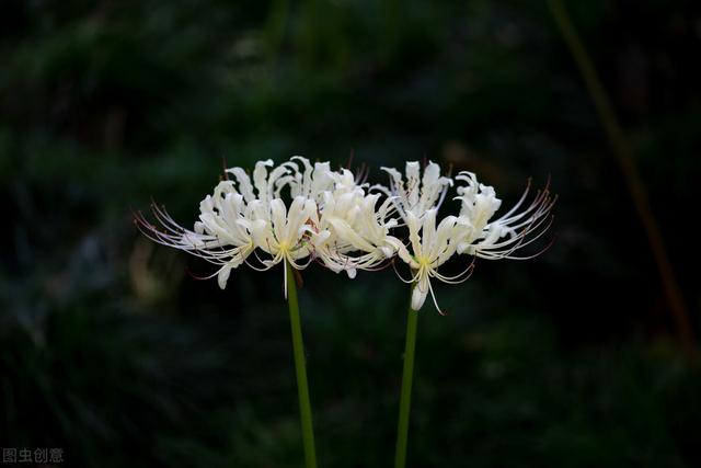 曼陀罗的花语 曼陀罗的花语(黑色曼陀罗的花语) 创业知识库