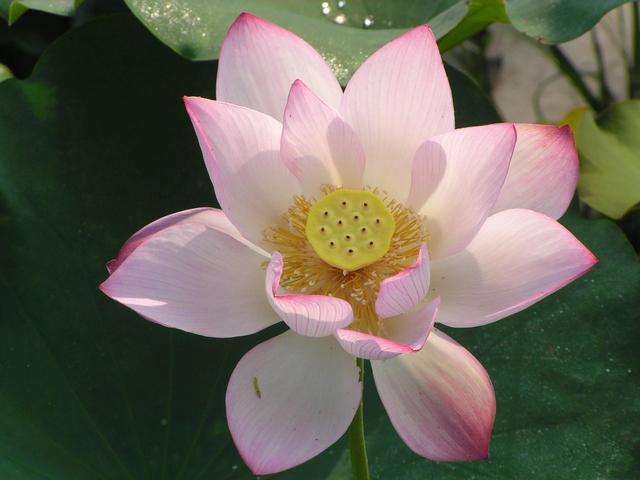 分享图片，与鲜花相伴，过美好人生