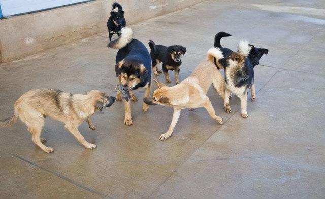 狗狗学狼叫是什么意思(狗狗晚上学狼叫是怎么回事)-艾拉狗狗乐园