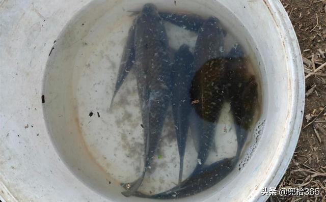 山東一河流入海口成天然黑坑，釣魚人蜂擁而至，魚獲到底怎麽樣？