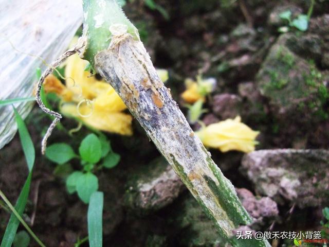 春季低温阴雨天气容易发生灰霉病，瓜果蔬菜开花坐果期要重点防治