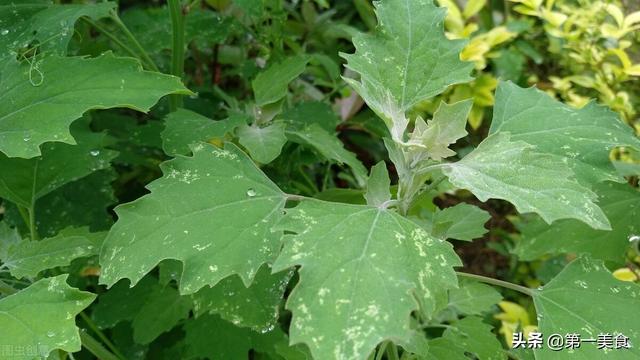 这6种常见的野菜，比大鱼大肉都鲜美，见了就拔回家，好吃不花钱