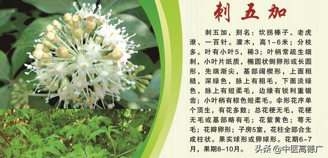 老中医说刺五加，益气健脾，补肾安神的中药本草