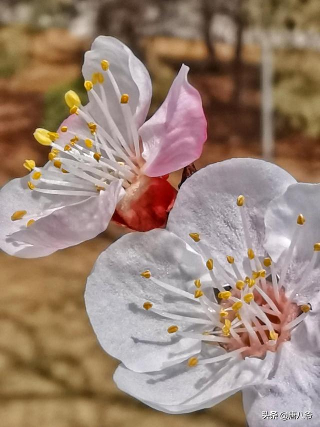 初春的杏花纯朴 它那五个如水晶般的花瓣 默默的在枝头绽放 太阳信息网